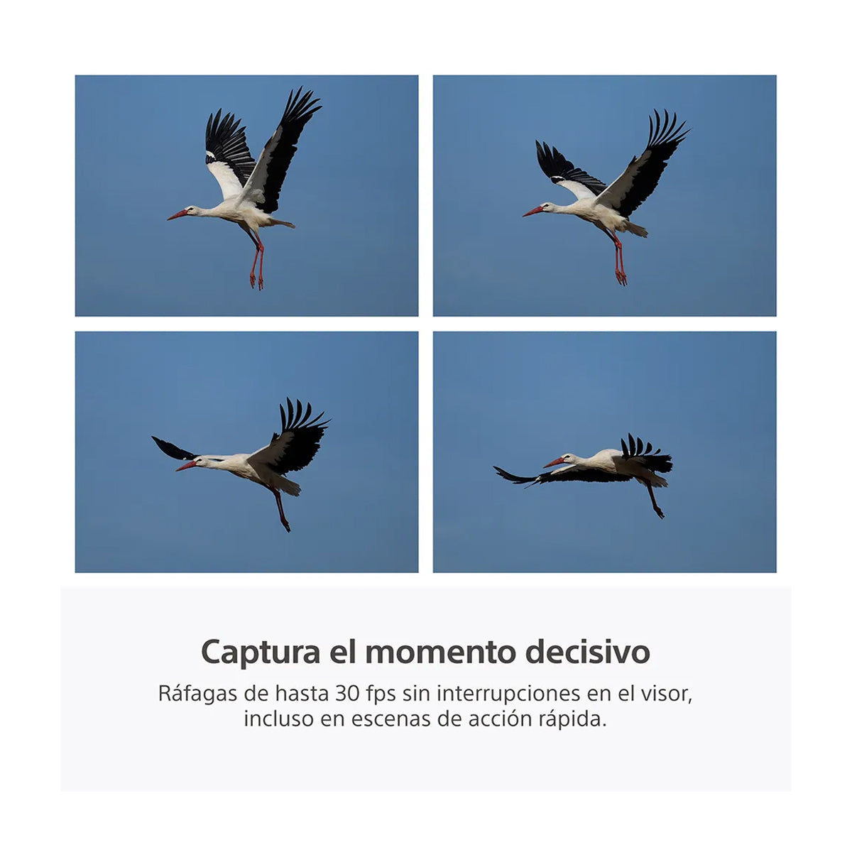 Sony RX10 V Cámara Digital Premium | High Zoom