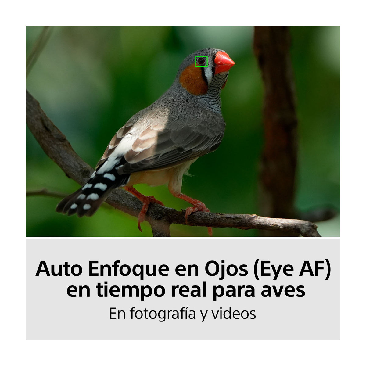 Sony a7 IV Alpha Cámara Digital Mirrorless con Lente 28-70mm OSS II | ILCE-7M4M | Full Frame