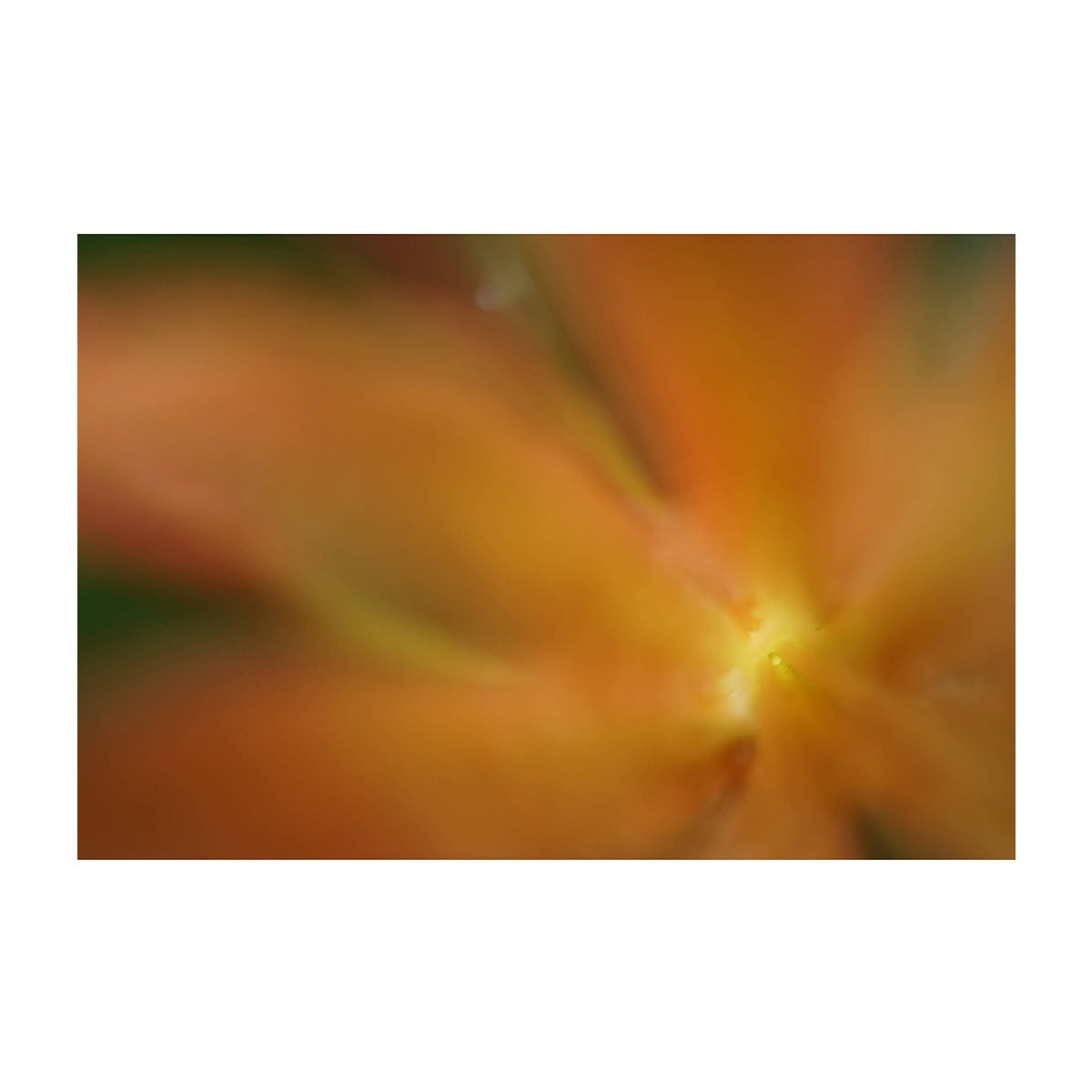 Sony Lente FE 50mm f/2.8 Macro