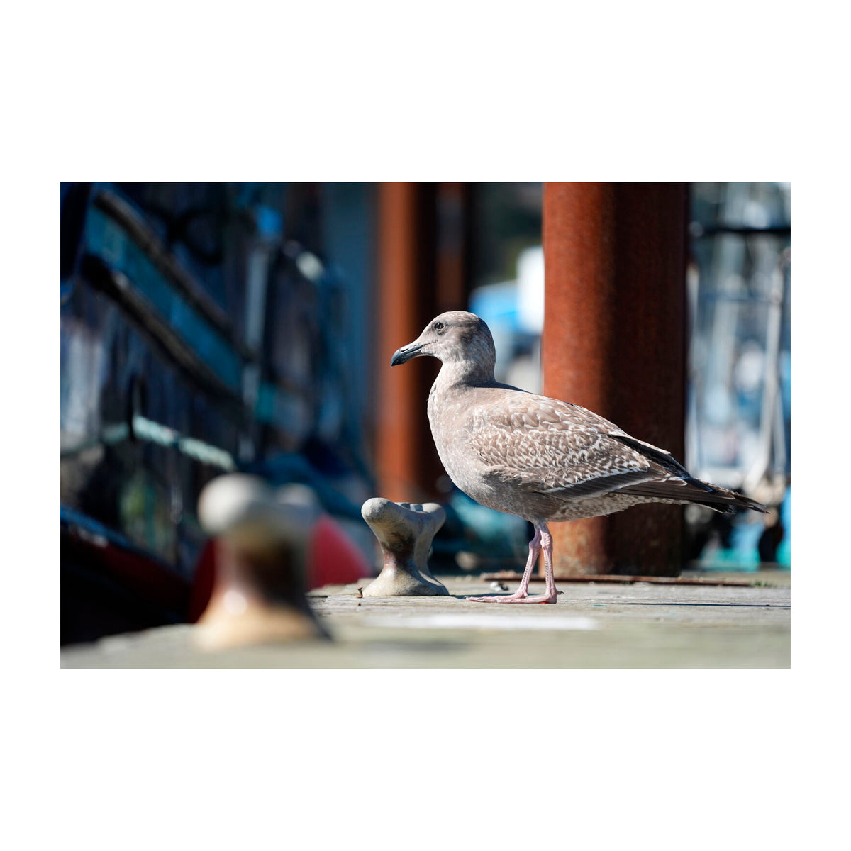 Sony a7 V Alpha Cámara Digital Mirrorless Body | ILCE-7M5 | Full Frame