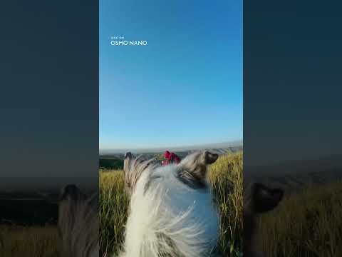 DJI Osmo Nano Standard Cámara de Acción | Video 4K | HorizonSteady | Slow Motion | 128GB
