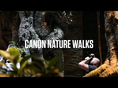 Canon PowerShot SX70 HS Cámara Digital