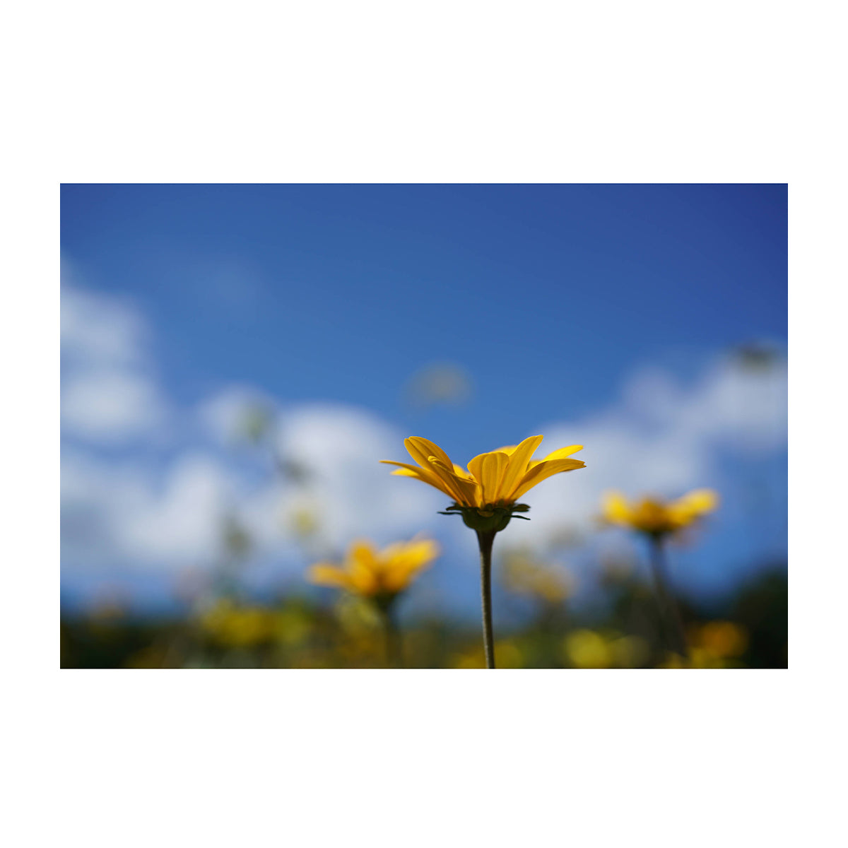 Sony Lente FE 50mm f/2.8 Macro