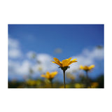 Sony Lente FE 50mm f/2.8 Macro