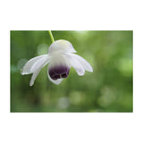 Sony Lente FE 50mm f/2.8 Macro