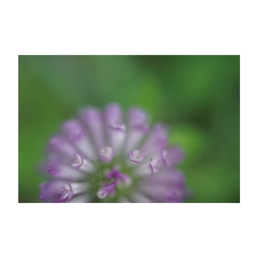 Sony Lente FE 50mm f/2.8 Macro