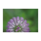 Sony Lente FE 50mm f/2.8 Macro