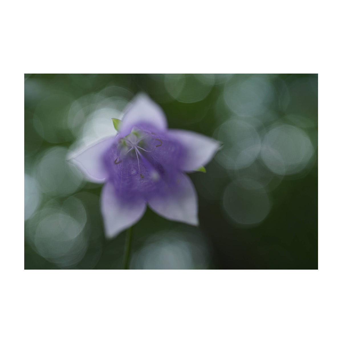 Sony Lente FE 50mm f/2.8 Macro