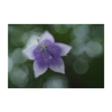 Sony Lente FE 50mm f/2.8 Macro