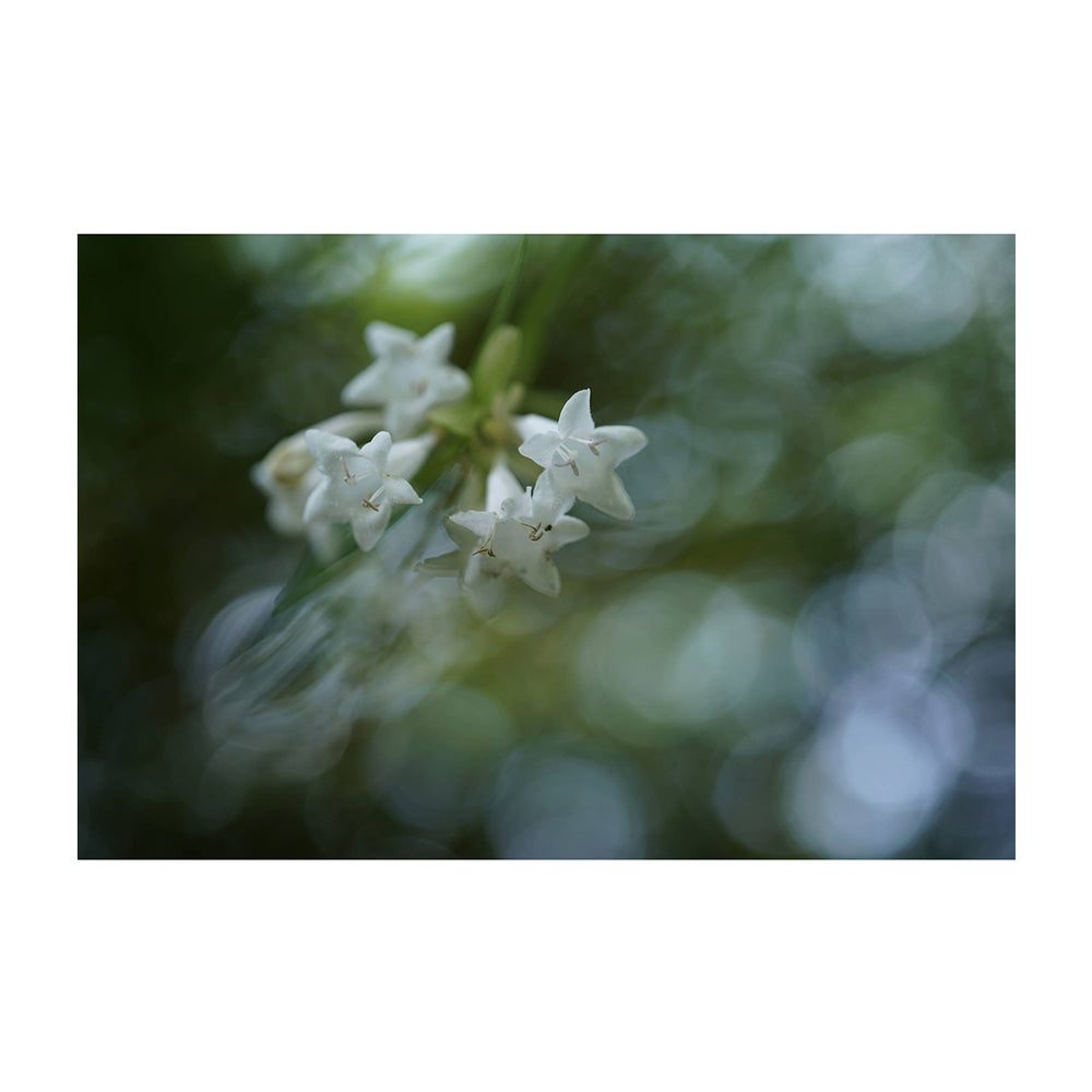 Sony Lente FE 50mm f/2.8 Macro