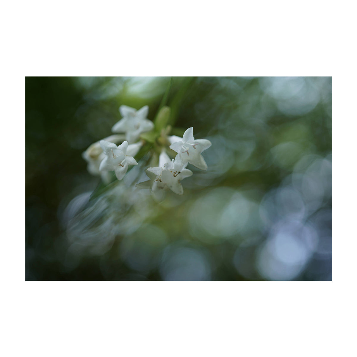 Sony Lente FE 50mm f/2.8 Macro