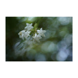 Sony Lente FE 50mm f/2.8 Macro