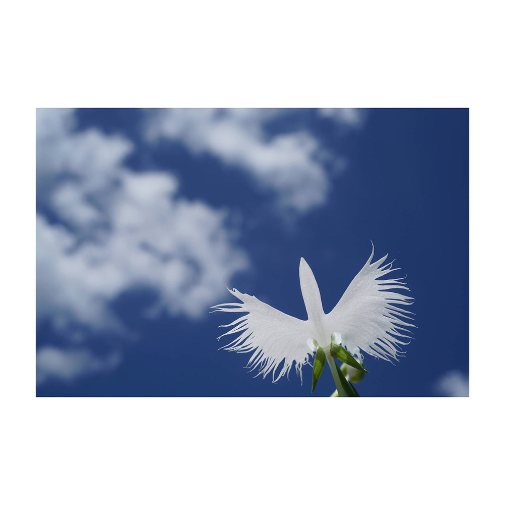 Sony Lente FE 50mm f/2.8 Macro