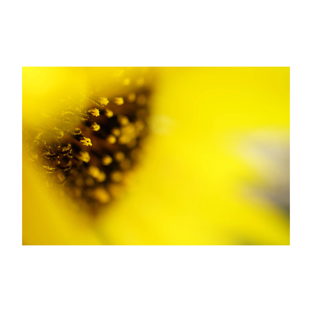 Sony Lente FE 50mm f/2.8 Macro