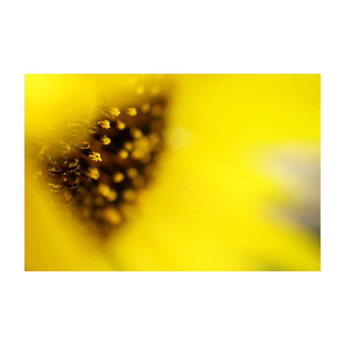 Sony Lente FE 50mm f/2.8 Macro