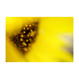 Sony Lente FE 50mm f/2.8 Macro