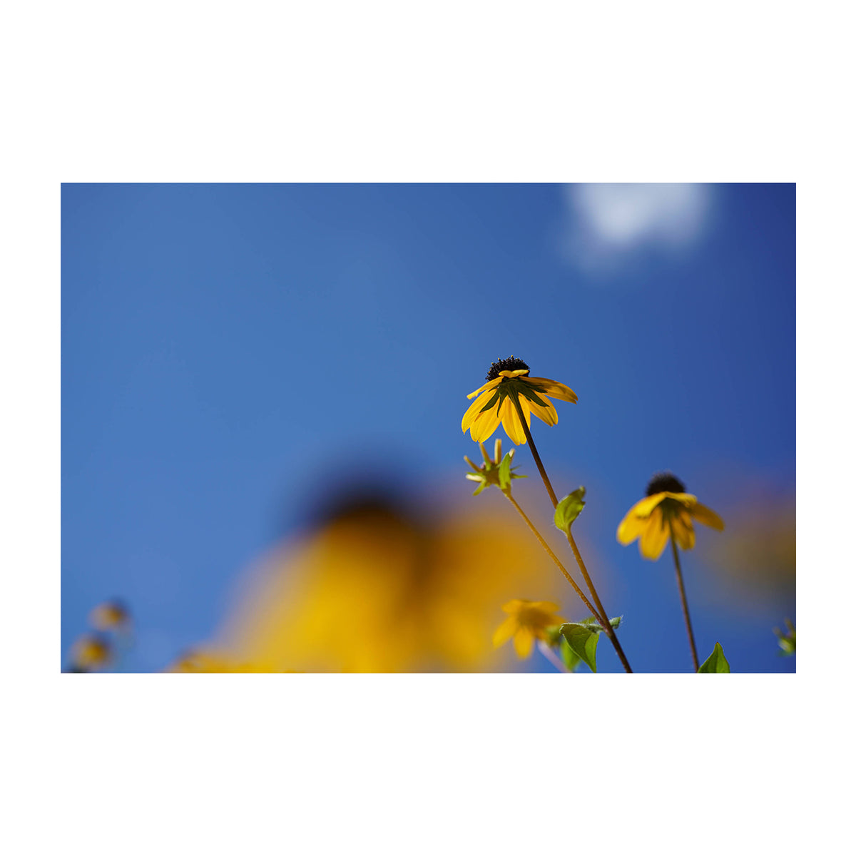 Sony Lente FE 50mm f/2.8 Macro