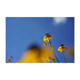 Sony Lente FE 50mm f/2.8 Macro