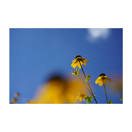Sony Lente FE 50mm f/2.8 Macro