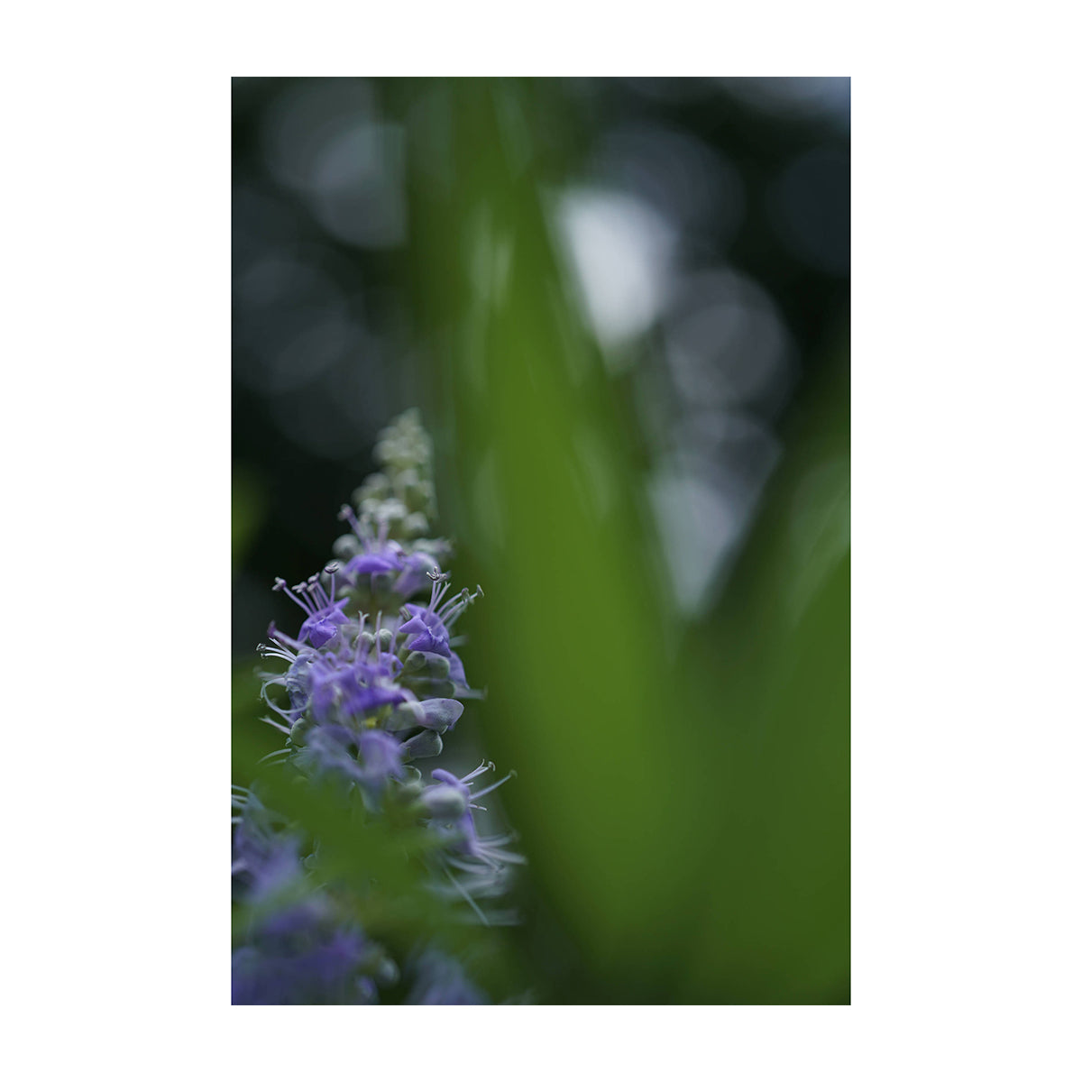 Sony Lente FE 50mm f/2.8 Macro