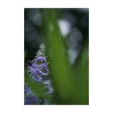 Sony Lente FE 50mm f/2.8 Macro